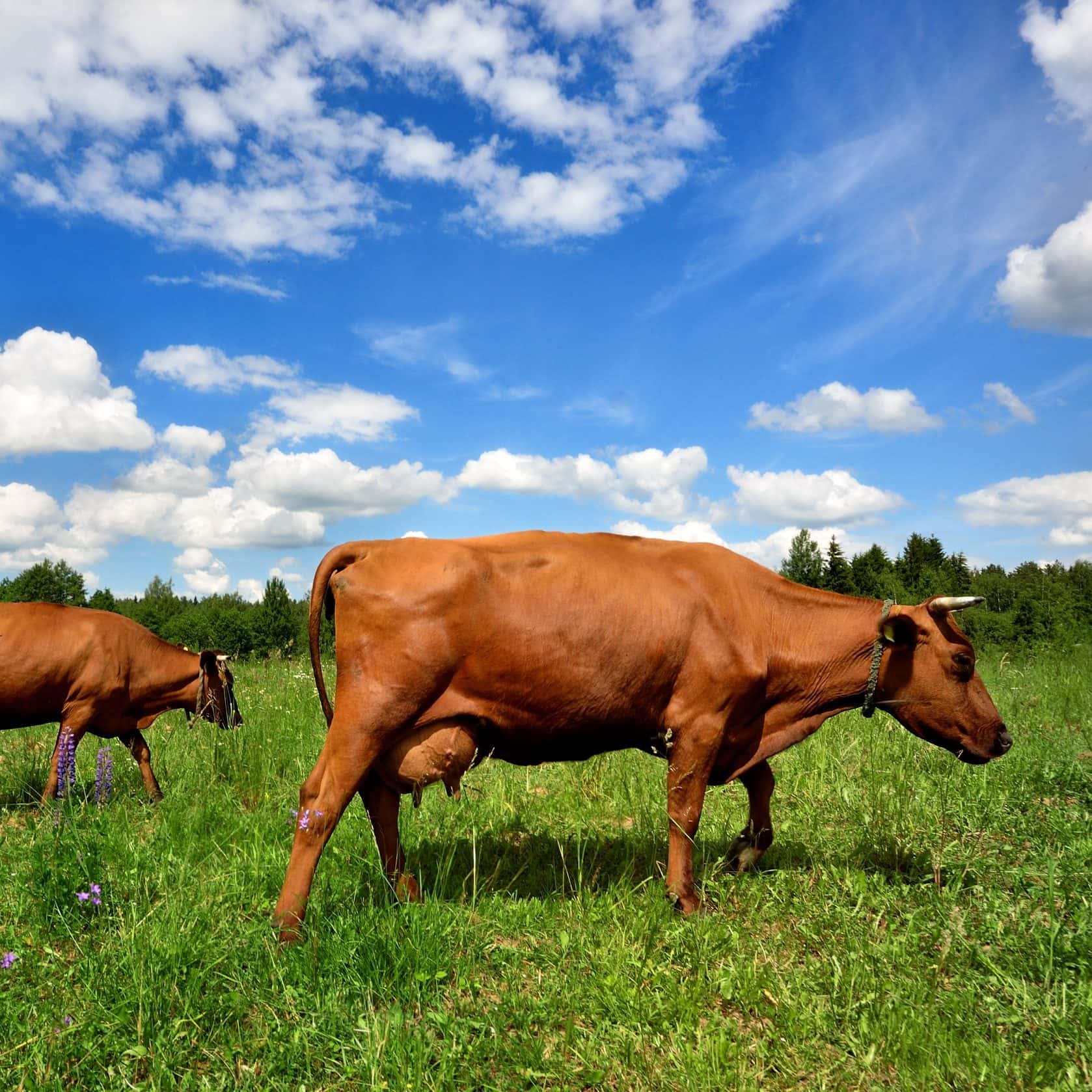 native-species-risk-sciences-international