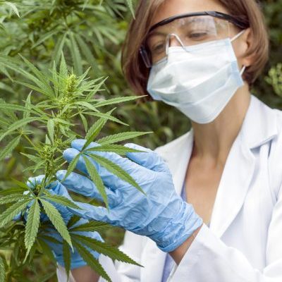 Cannabis production Cannabis production