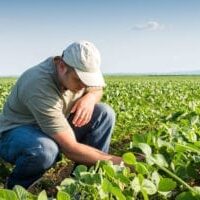 RSI is committed to risk in agriculture